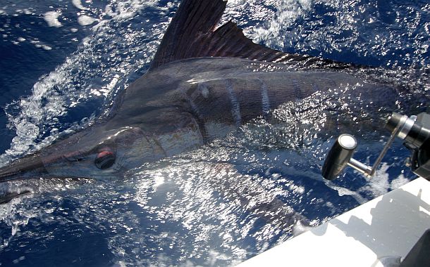 Marlin baitball frenzy highlights need for longline ban